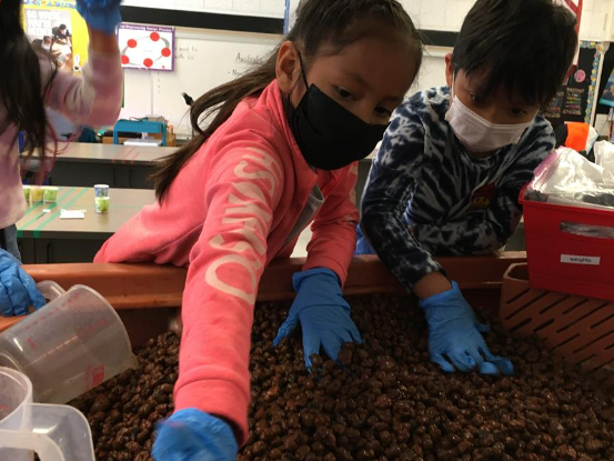 students add clay beads to an aquaponics system